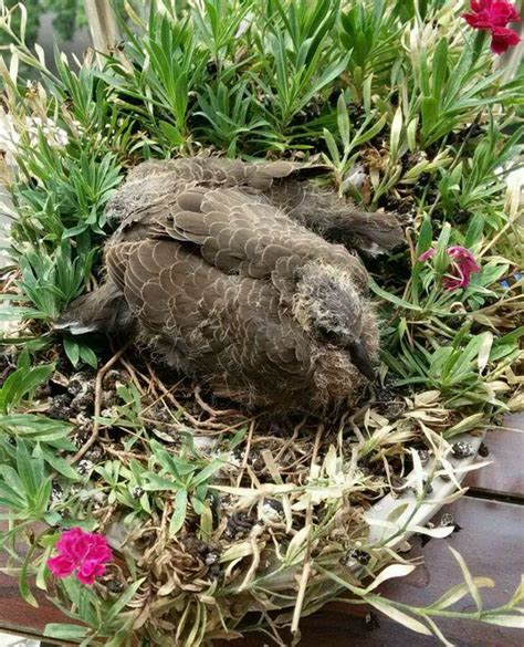 斑鳩飛到家裡代表什麼|斑鳩飛到家裡的寓意,斑鳩飛到家裡預兆好不好